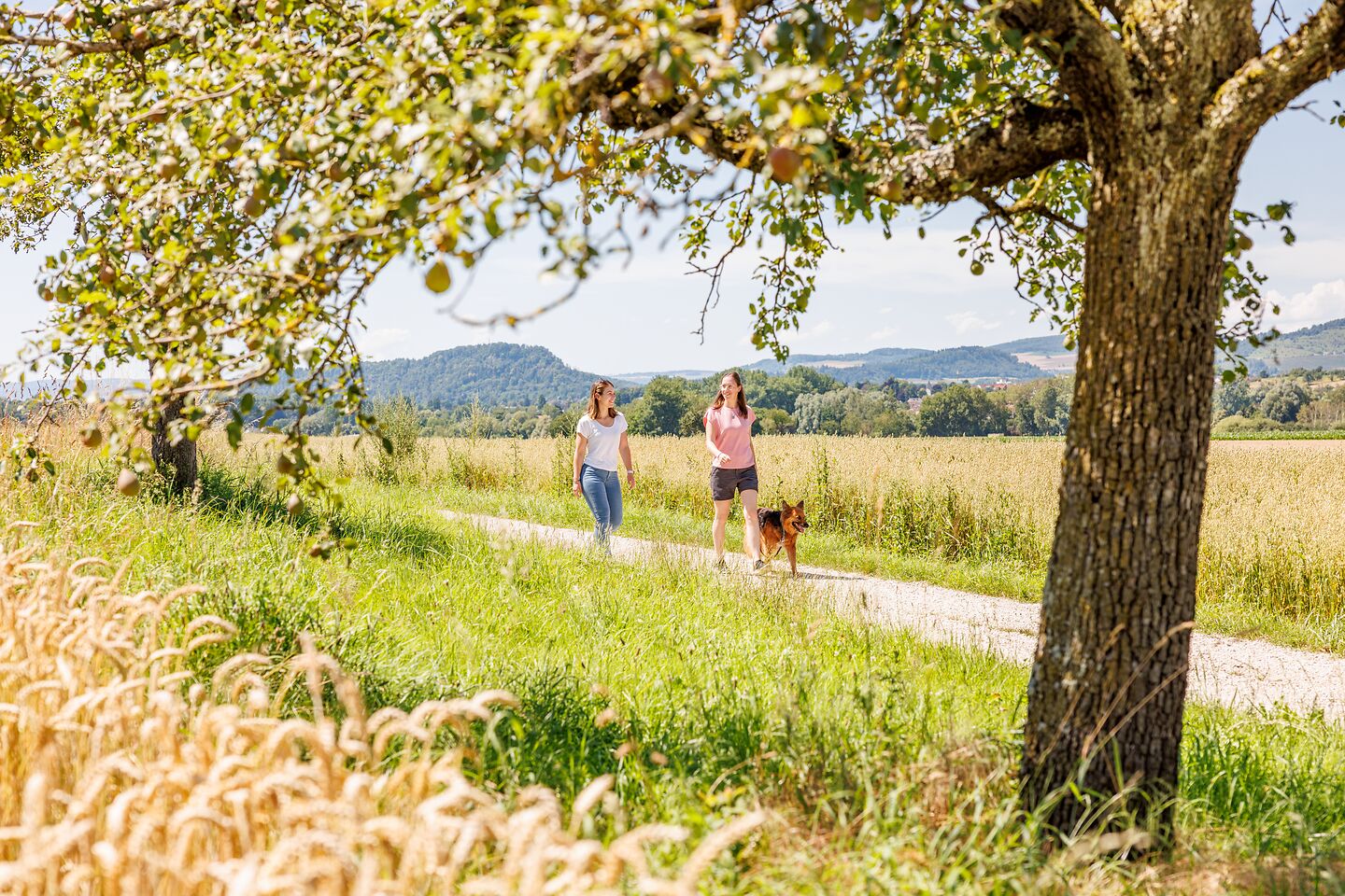 Fröhliche Spaziergänger auf den Premiumwanderwegen in der Region Singen bei sonnigem Wetter